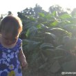 Tobacco fields Cuba | Love travelling family