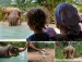 Best places to see elephants in Thailand. Elephants tours. Samui Elephant Sanctuary