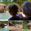 Best places to see elephants in Thailand. Elephants tours. Samui Elephant Sanctuary